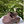 Charger l'image dans la galerie, Sabots Hauts - Nubuck Brown
