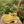Charger l'image dans la galerie, Sabots Hauts - Nubuck Yellow Mustard
